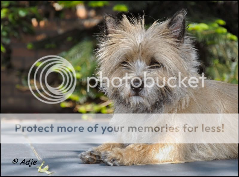 Fotografie