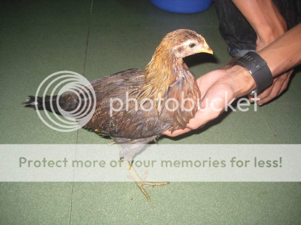 Thống Nhất Đồng Nai - Gà Mỹ 100% và nhiều gà đá khác