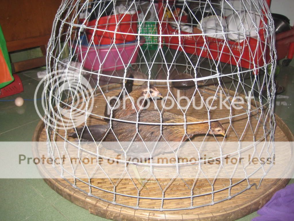 Thống Nhất Đồng Nai - Gà Mỹ 100% và nhiều gà đá khác - 2