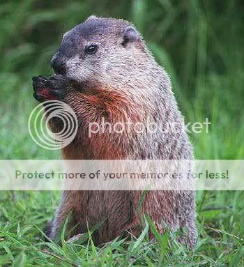 Groundhog.jpg