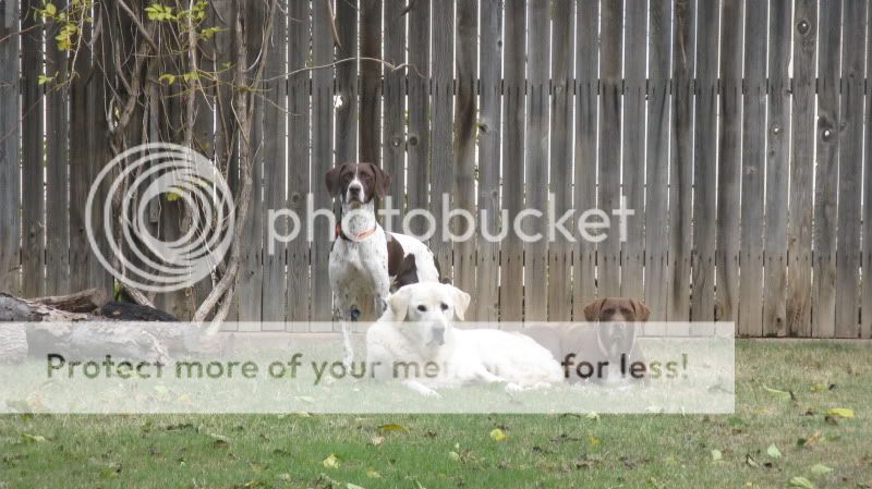 DogsXMas011.jpg