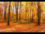 fall.jpg fall image by abcd_049
