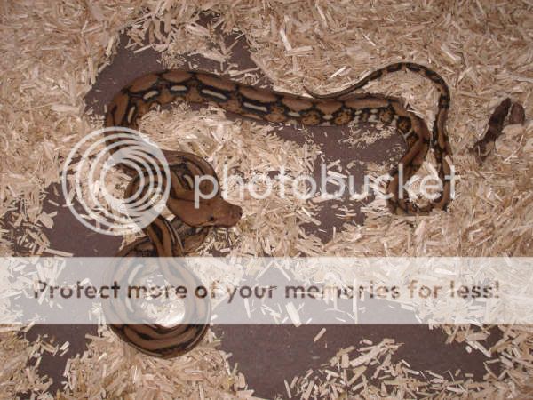 Female tiger retic het albino for sale | Reptile Forums